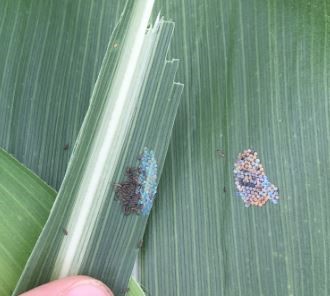 western bean cutworm eggs